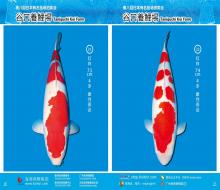 2017年4月1日第八回日本有名鱼场拍卖会画册