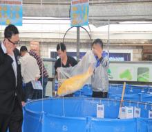 2016年3月19日第七回日本有名鱼场拍卖会花絮